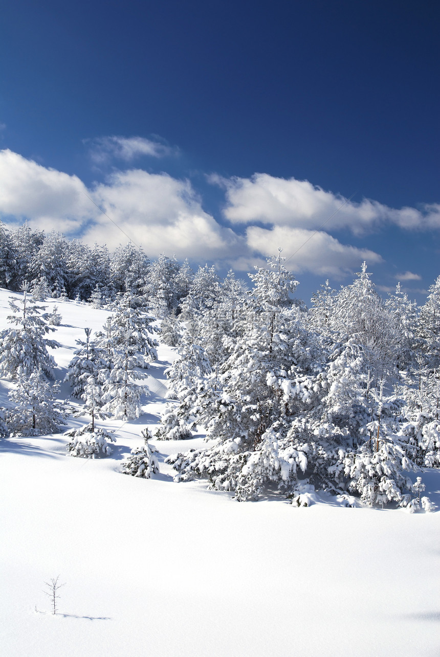 冬天广场爬坡风景天空季节国家乡村森林假期树木图片