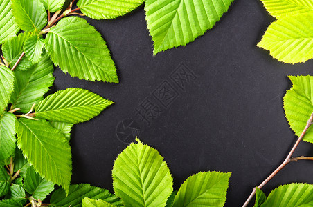 收支表树叶和复制空间问候语照片植物群黑色绿色边界季节框架卡片环境背景