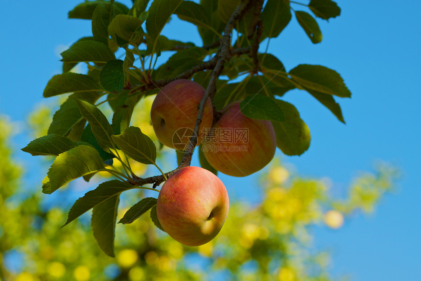 红枝苹果蓝色天空黄树图片