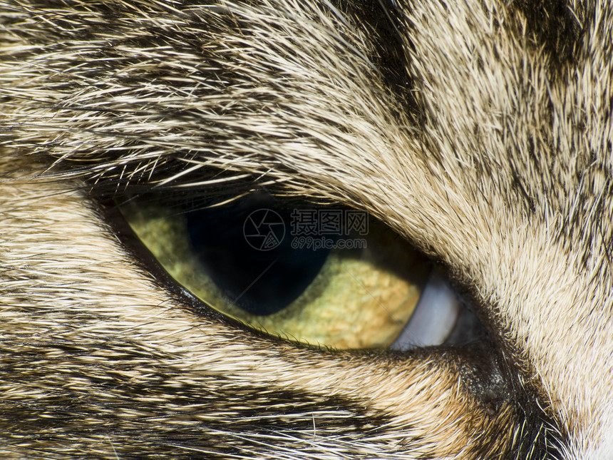 猫眼睫毛鼻子毛皮头发宏观绿色光学黄色鸢尾花瞳孔图片