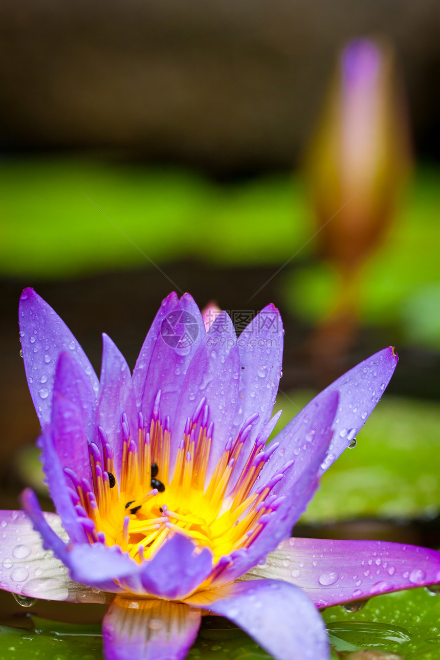 美丽的莲花花或池塘中的水睡莲植物花园百合情调冥想公园宏观荷花热带图片
