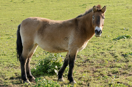 普尔马尼普尔泽瓦尔斯基马野生动物绿色哺乳动物棕色濒危黄褐色黑色背景