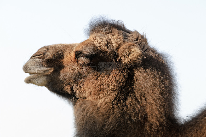 Bactrian 骆驼野生动物情调棕色单峰异国哺乳动物图片