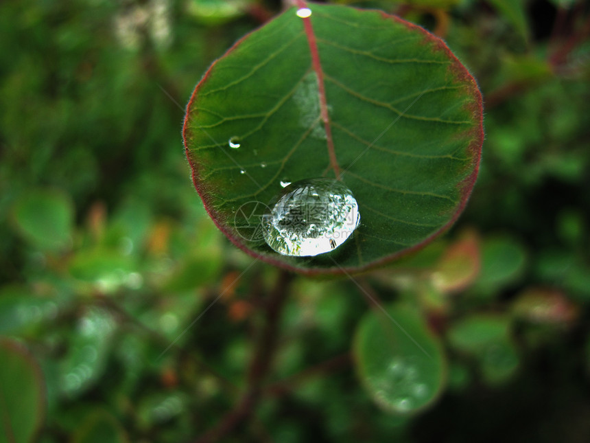 植物叶滴图片