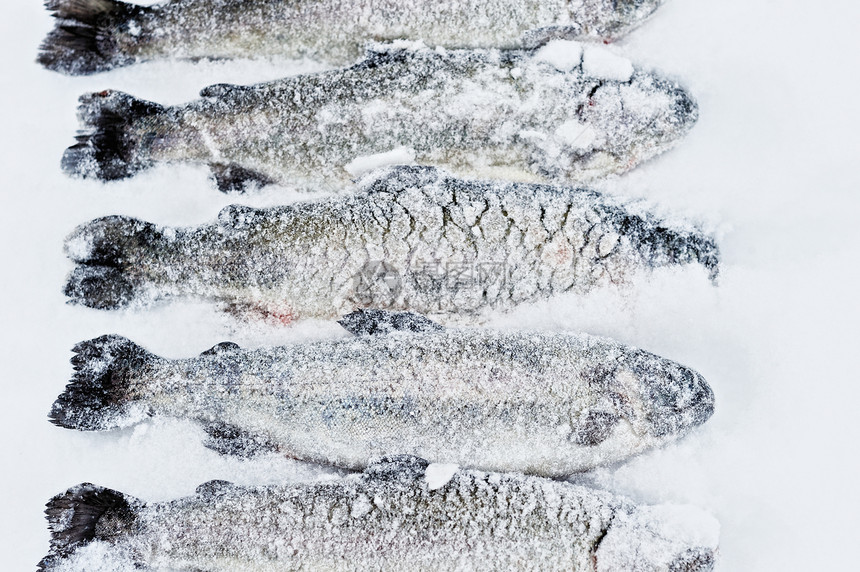 雪中的海洋鳟鱼熟食店铺冻结营养午餐厨房贮存海鲜图片