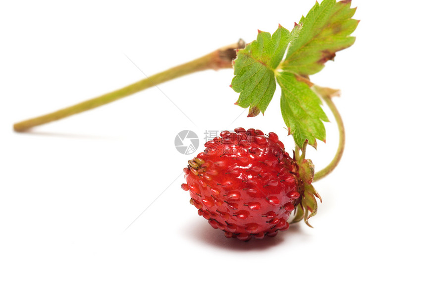 草莓衬套小吃木板原油花园果实产品植物营养枝条图片