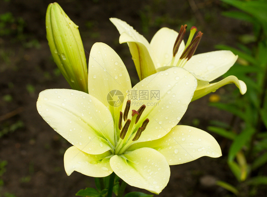 白百圆花粉植物植物学温泉白色百合宏观叶子花瓣绿色图片