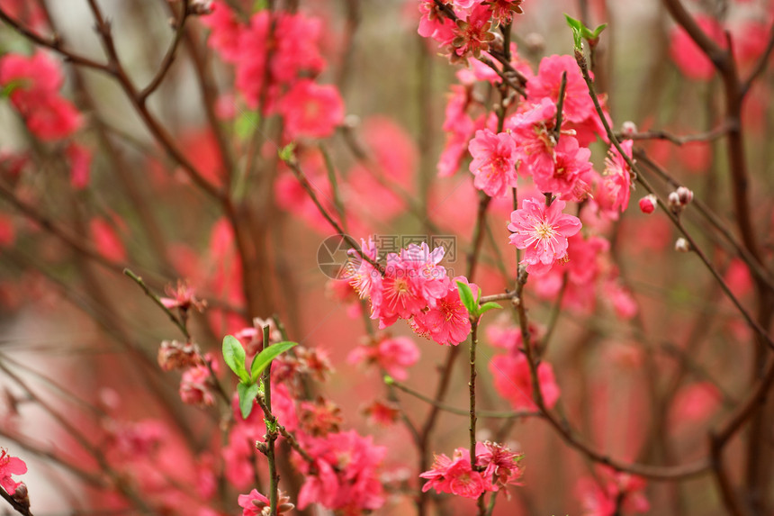 樱花盛开水果植物学果园花瓣植物群宏观压痛投标花园植物图片