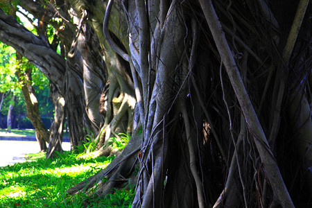 树根榕树公园木头植物背景图片