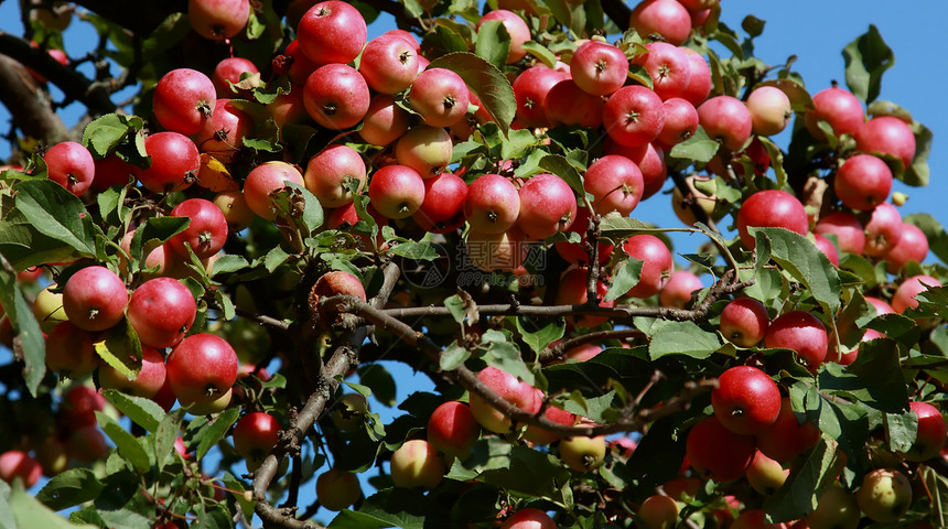 苹果树上的苹果绿色树叶水平水果分支机构花园健康营养天空食物图片