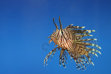 鱼类丑陋重力水族馆游泳脊椎动物野生动物液体海洋旅行单眼皮背景图片