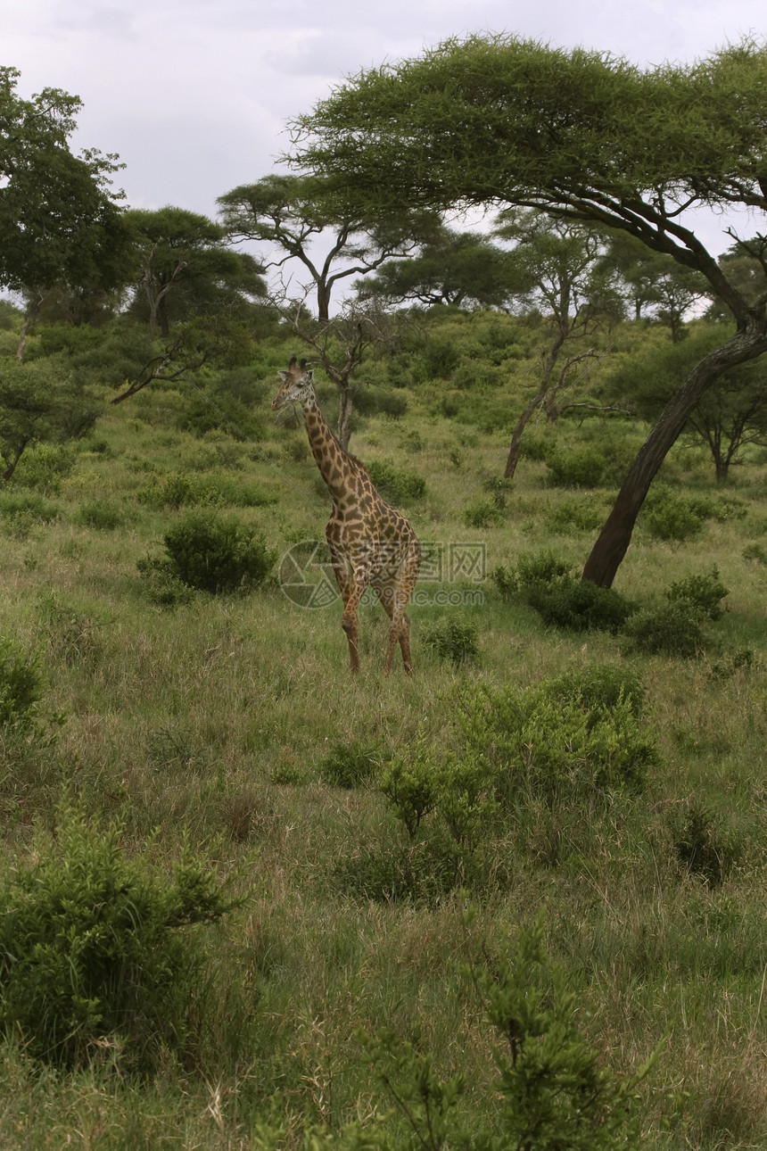 Giraffe 吉拉法卡梅罗帕达里斯野生动物场地动物假期图片