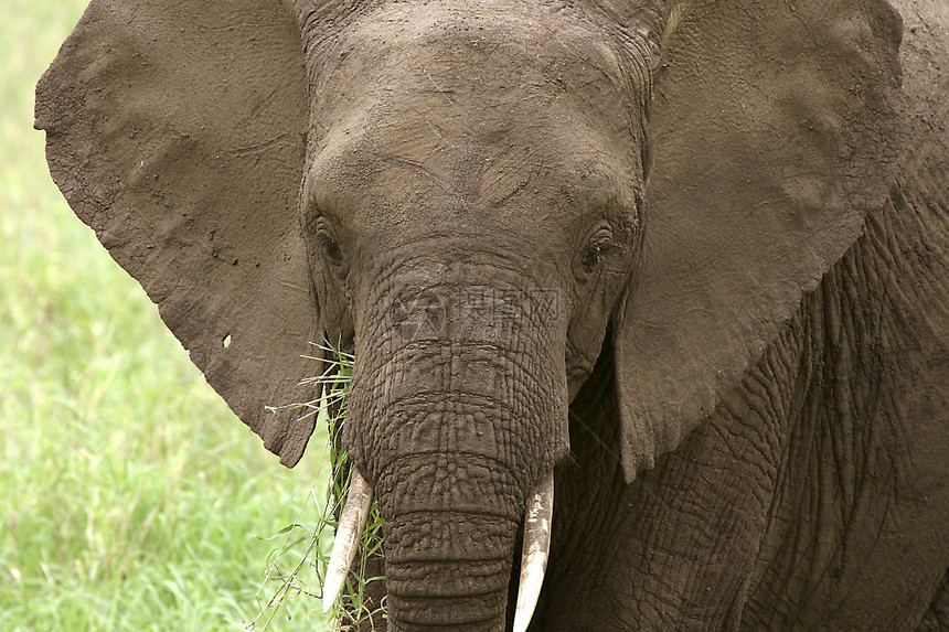 大象非洲大象场地象牙野生动物动物假期图片