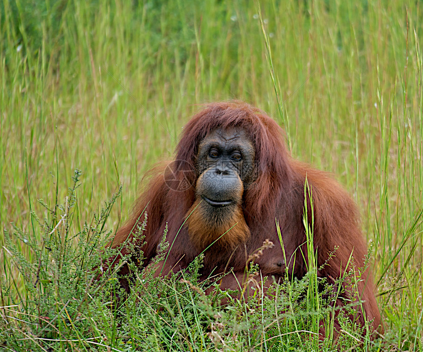 奥兰古人荒野红色猿猴猩猩动物学动物园动物灵长类橙子丛林图片