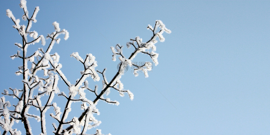 树上的冰雪场地水晶蓝色松树季节森林温度卡片雪花公园图片