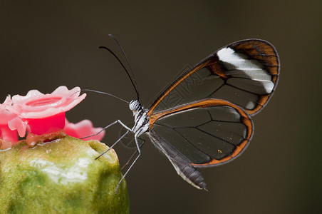 蝴蝶透明玻璃Gretaoto刷脚蝴蝶花园叶子热带昆虫雨林栖息丛林玻璃翼翅膀绿色背景