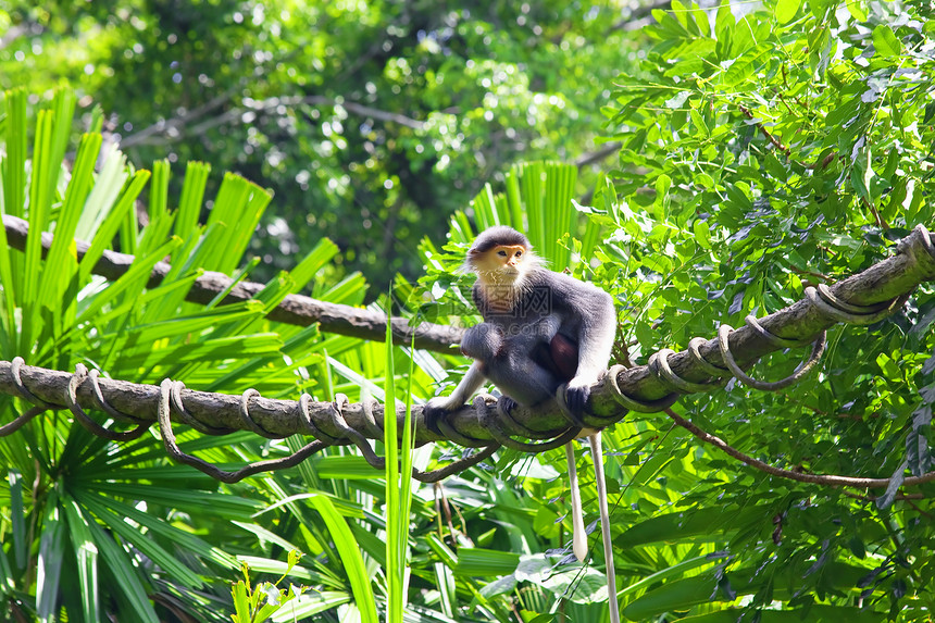 红色防晒度叶猴孩子动物丛林灵长类哺乳动物荒野森林婴儿野生动物图片