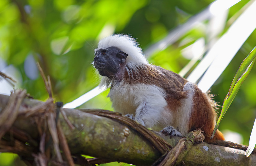 棉顶狨猴鬃毛野生动物森林头发荒野哺乳动物灵长类热带动物丛林图片
