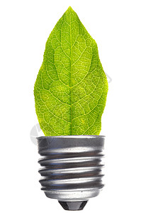 叶子力量生态环境创造力白色标签灯泡回收植物生长背景图片