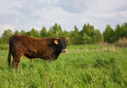 红牛在草地上牧场家畜男性牛肉干草斗争红色动物高地地区背景图片