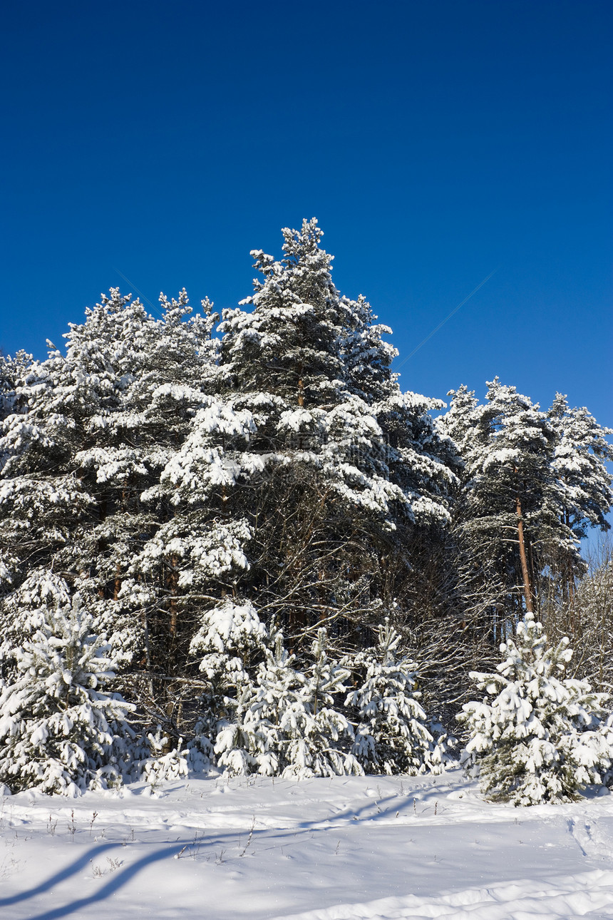 冬季森林树木阴影荒野天空木头晴天季节性冻结季节白色图片