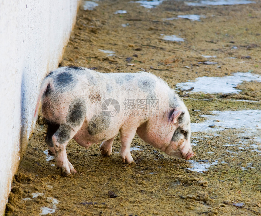 猪房里的年轻小猪水平黑色猪肉农场尾巴哺乳动物家畜屠夫猪圈食物图片