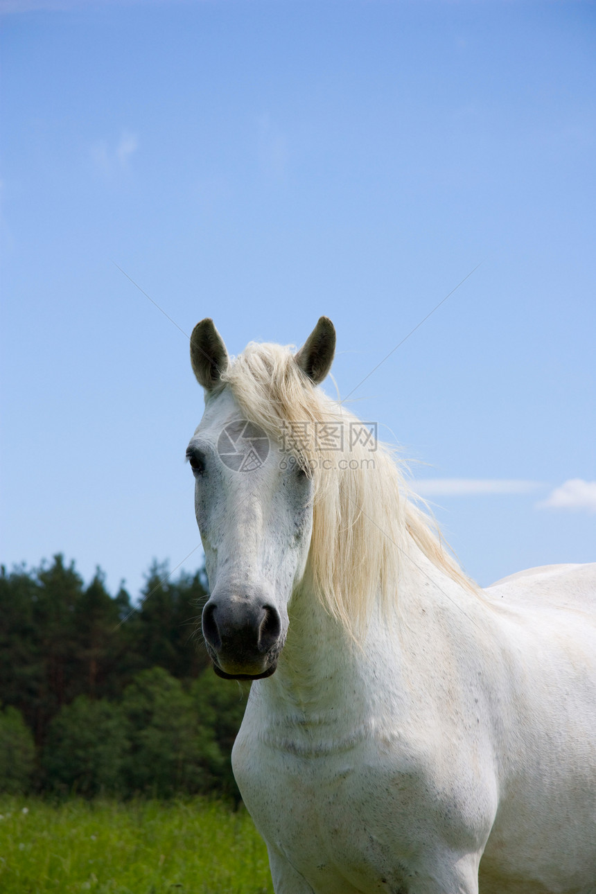 草地上的白马 肖像图片