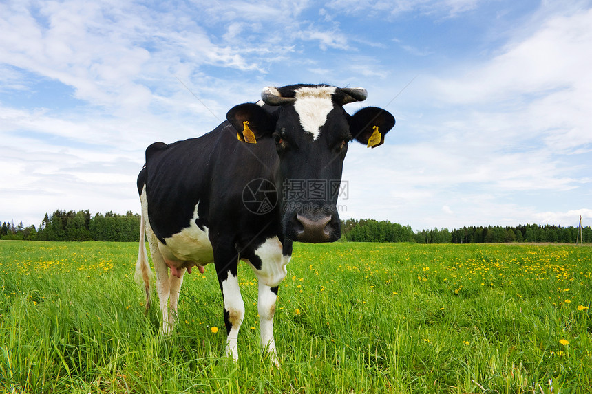 在草原上的白牛和白牛好奇心农业哺乳动物动物天空场地棕色牧场奶牛白色图片