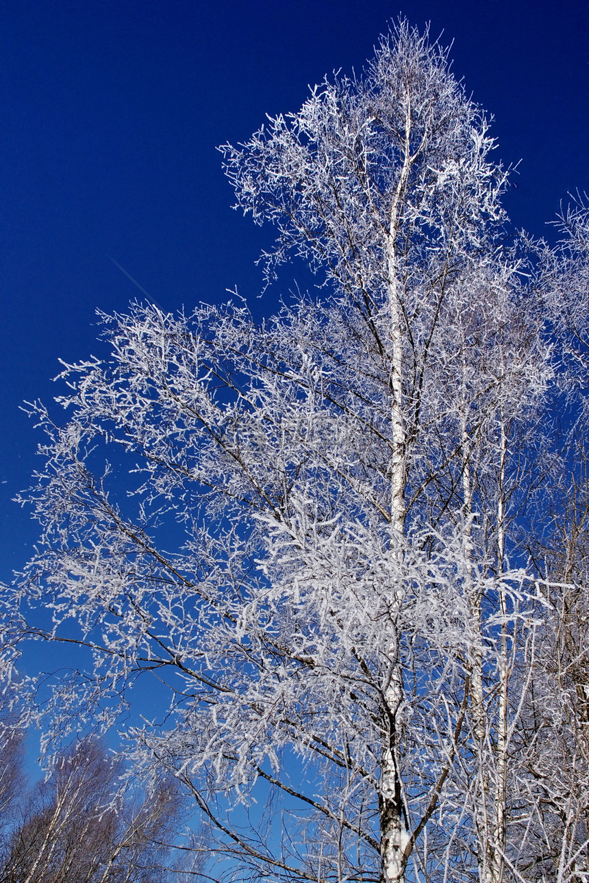 圣诞节风景森林蓝色树木天空喜悦晴天图片