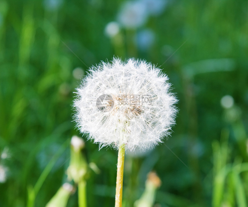 光球 烟花 散球图片