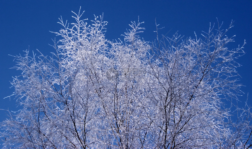 圣诞节风景森林天空树木蓝色晴天喜悦图片