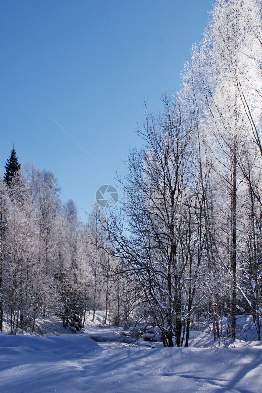 圣诞节风景晴天蓝色天空喜悦森林树木图片