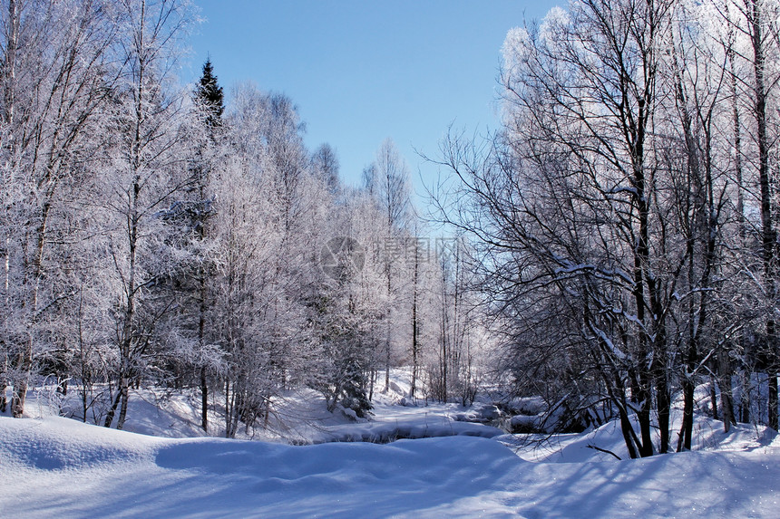 圣诞节风景森林晴天喜悦蓝色树木天空图片
