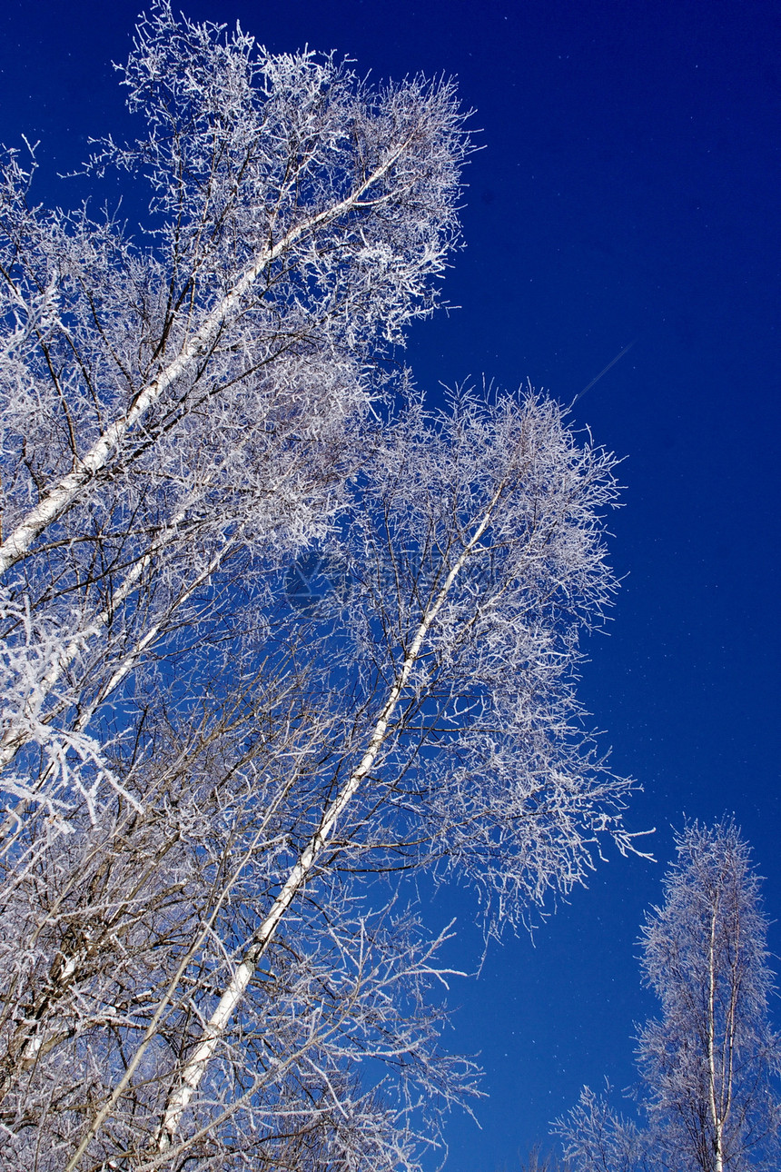 圣诞节风景蓝色树木天空喜悦晴天森林图片