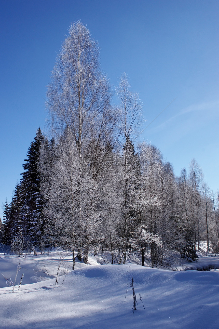 圣诞节风景树木天空喜悦蓝色晴天森林图片