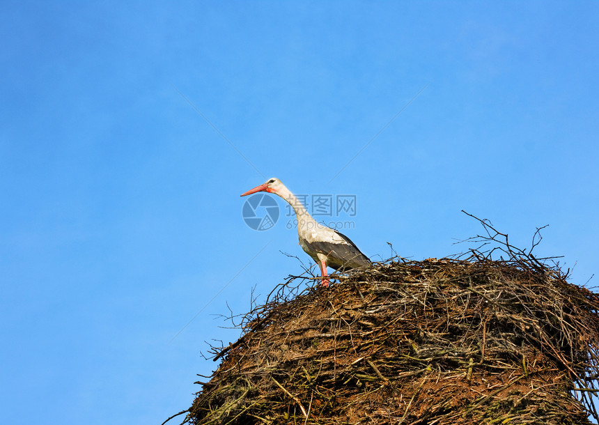 筑巢中的白色水平翅膀枝条阳光野生动物蓝色羽毛乡村女性图片