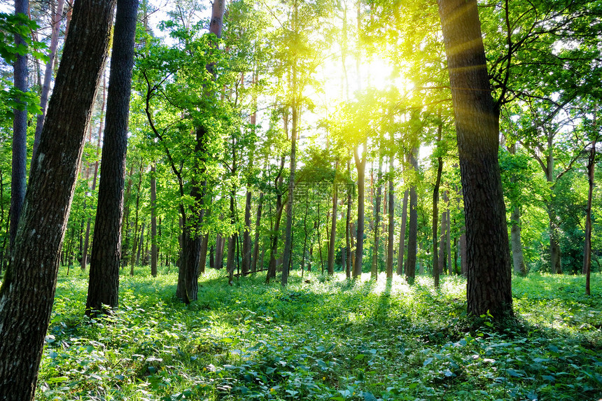 夏月森林 太阳环境季节日落阴影松树阳光蕨类森林场景衬套图片