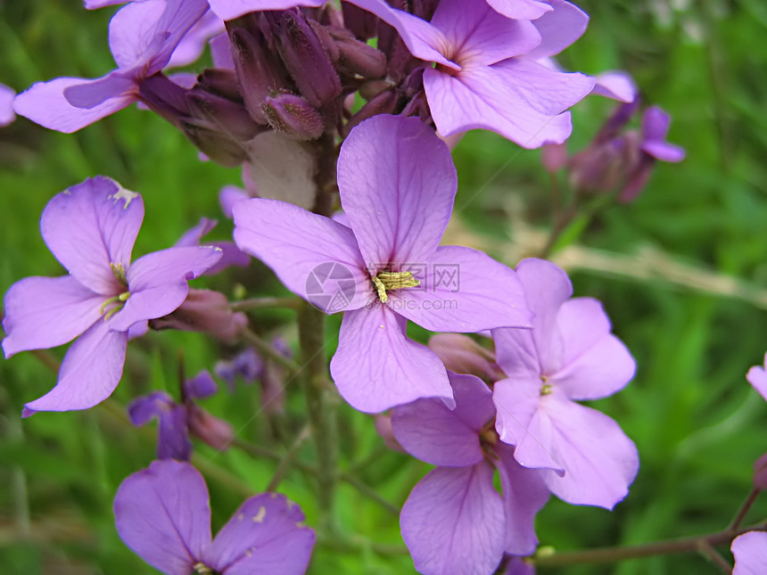 淡紫花植物绿色野花花粉季节性乡村花瓣紫色花园国家图片