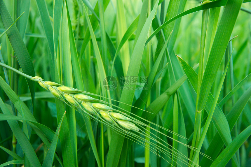 小麦种子生长场地农村土地稻草植物耳朵食物叶子图片