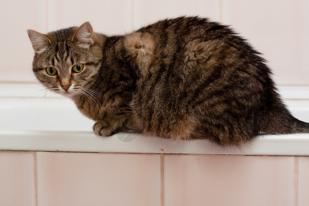 以 千米灰猫灰色动物姿势宠物悲哀维修黑色浴室眼睛粉色背景图片