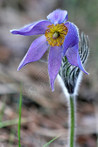 Pulsatilla 圆板专利权蓝色森林荒野宏观白头翁背景