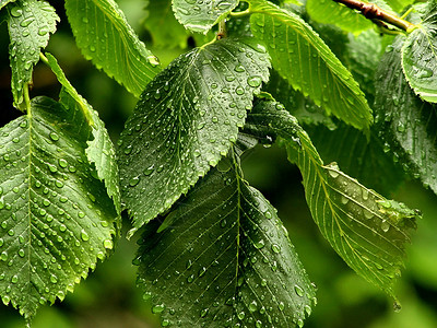 夏雨植被树木树叶榆树绿色背景图片