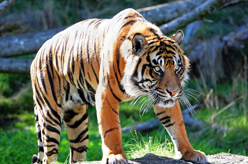 皇家孟加拉虎动物危险侵略猎人野生动物捕食者野猫豹属橙子食肉图片