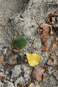 沙和树叶纹理森林粒状黄色背景图片