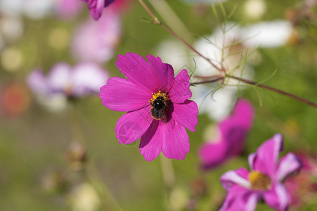 紫花蜜蜂植物紫色黄色花蜜动物花园叶子花朵背景图片