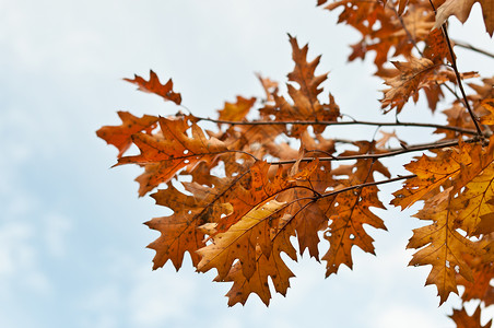 秋秋的橡树叶背景图片