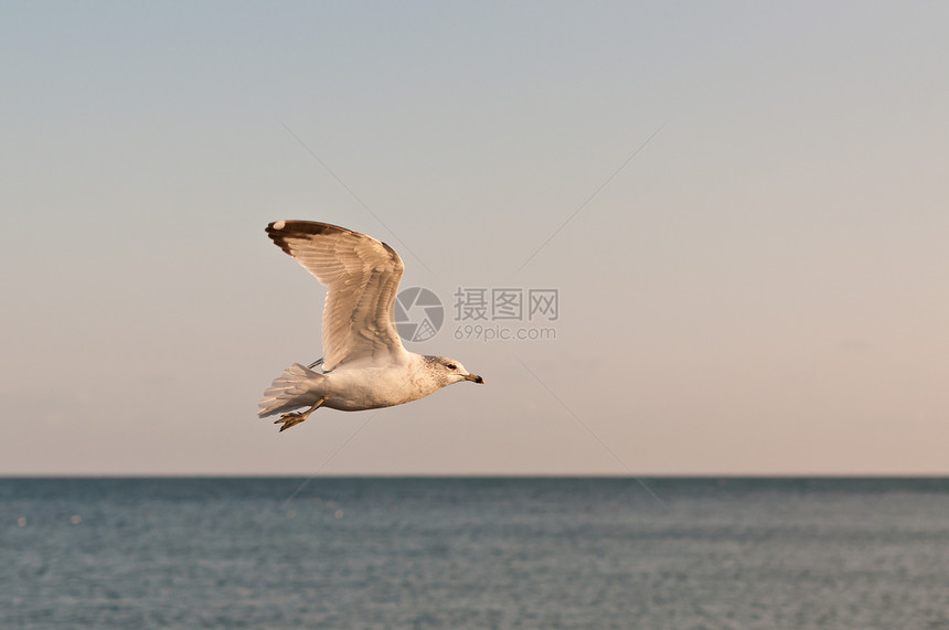 海鸥在湖上航行图片