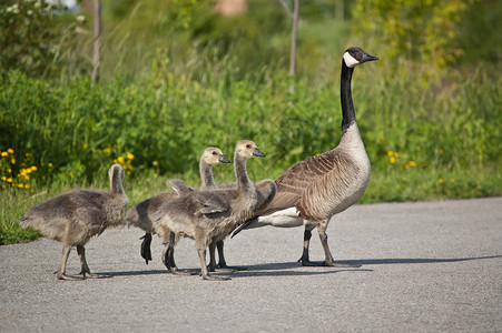 加拿大鹅家庭小鹅小路公园婴儿绿色鸟类野生动物水平高清图片