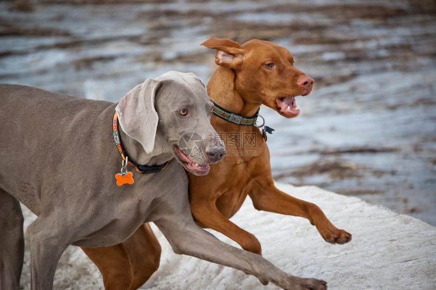 两只狗在冬季奔跑图片