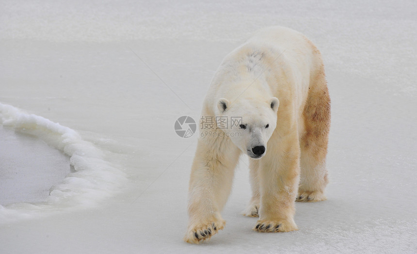 北极熊爪子海洋气候动物濒危哺乳动物食肉危险荒野猎人图片